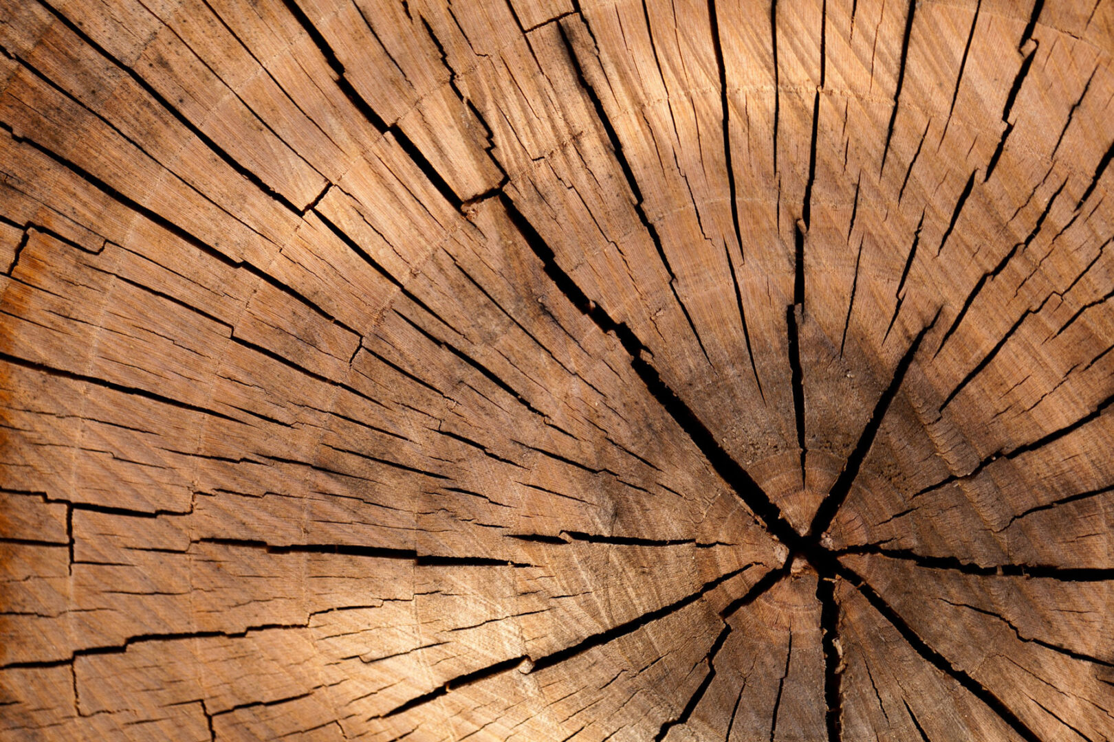 wood-nature-pattern-texture-40973_01